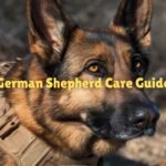 German Shepherd Care Guide