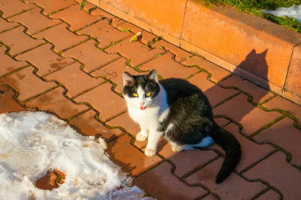 Ice Melt Safety for Pets