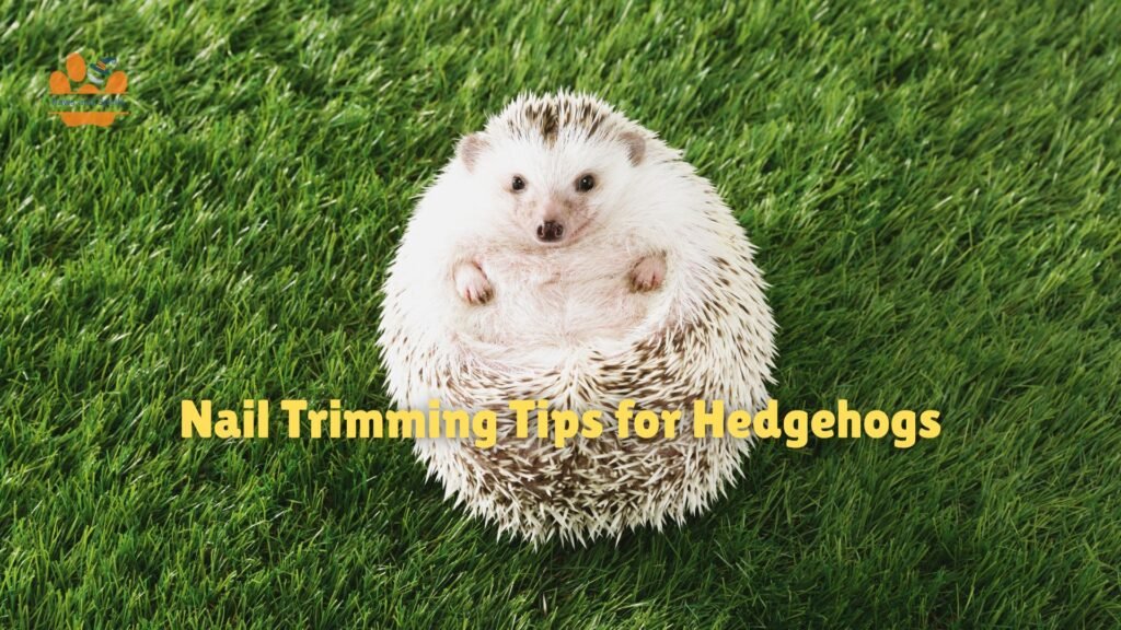 Trimming hedgehog nails