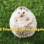 Trimming hedgehog nails