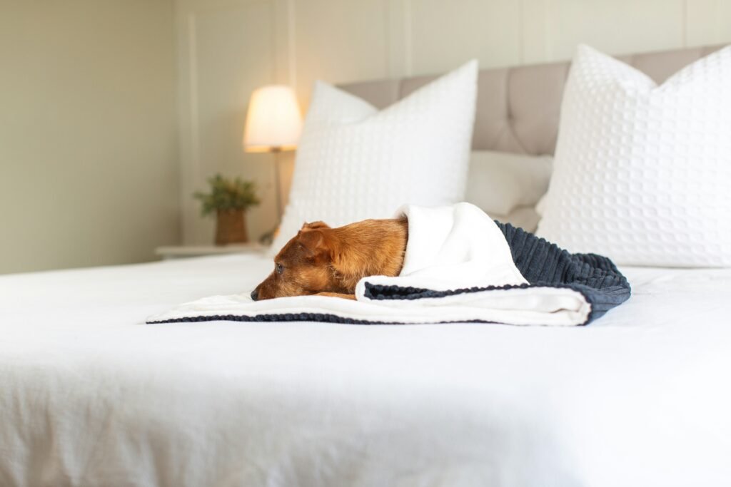 Pet-Friendly Hotels