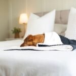 Pet-Friendly Hotels