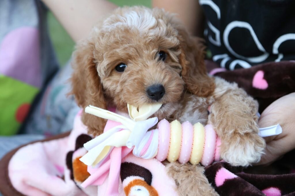 The 3-3-3 Rule for Dogs