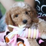 The 3-3-3 Rule for Dogs