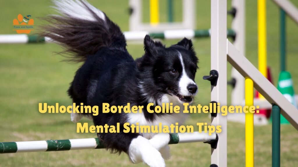 Border Collie Intelligence