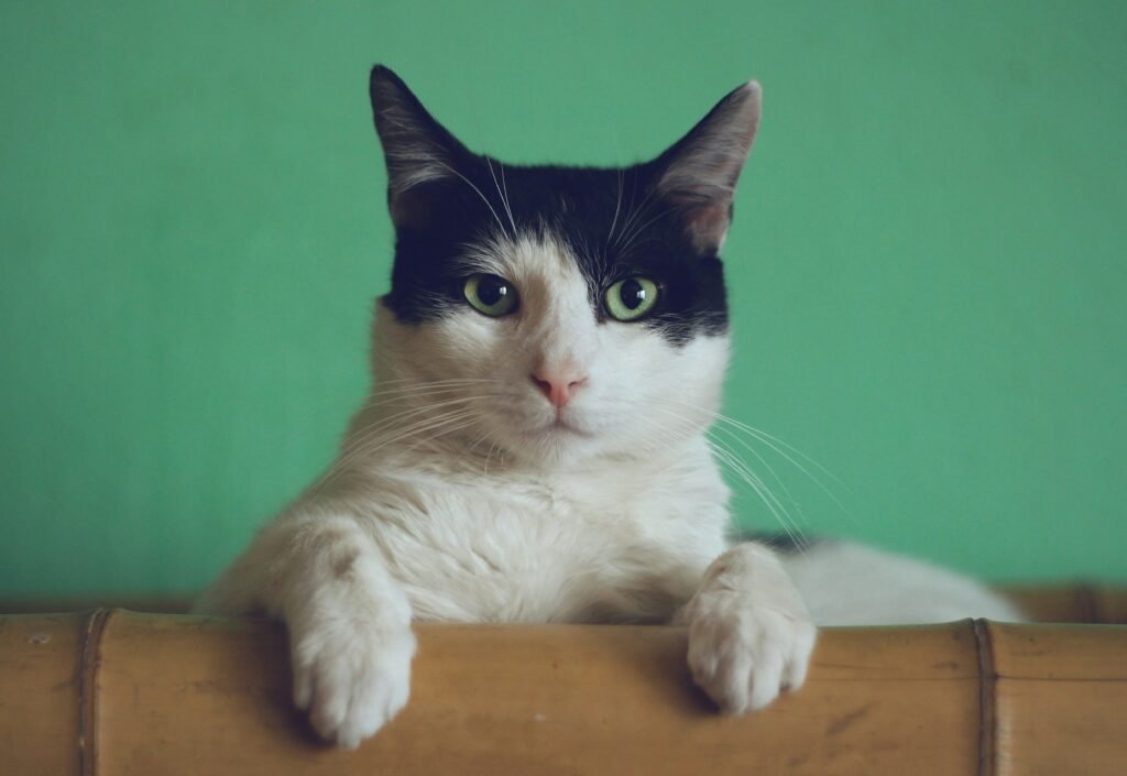 Why Do Cats Purr