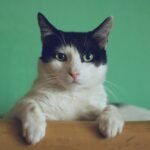 Why Do Cats Purr