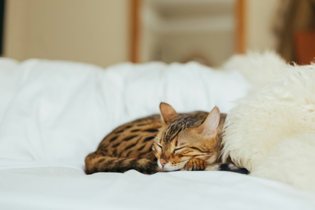 Why Do Cats Sleep So Much