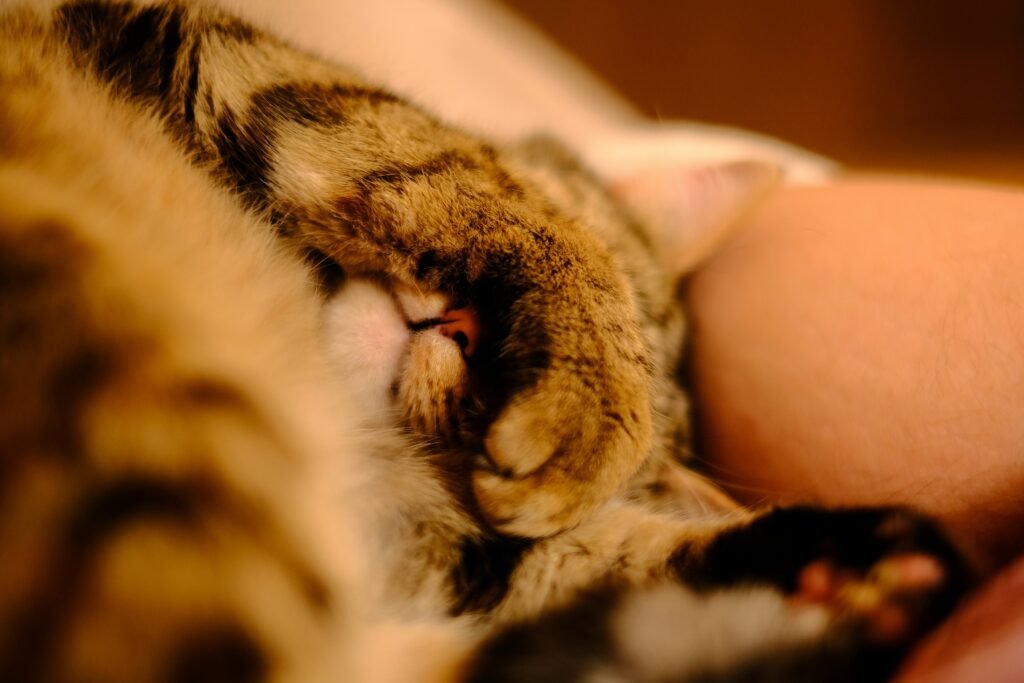 Why Do Cats Sleep on Your Chest