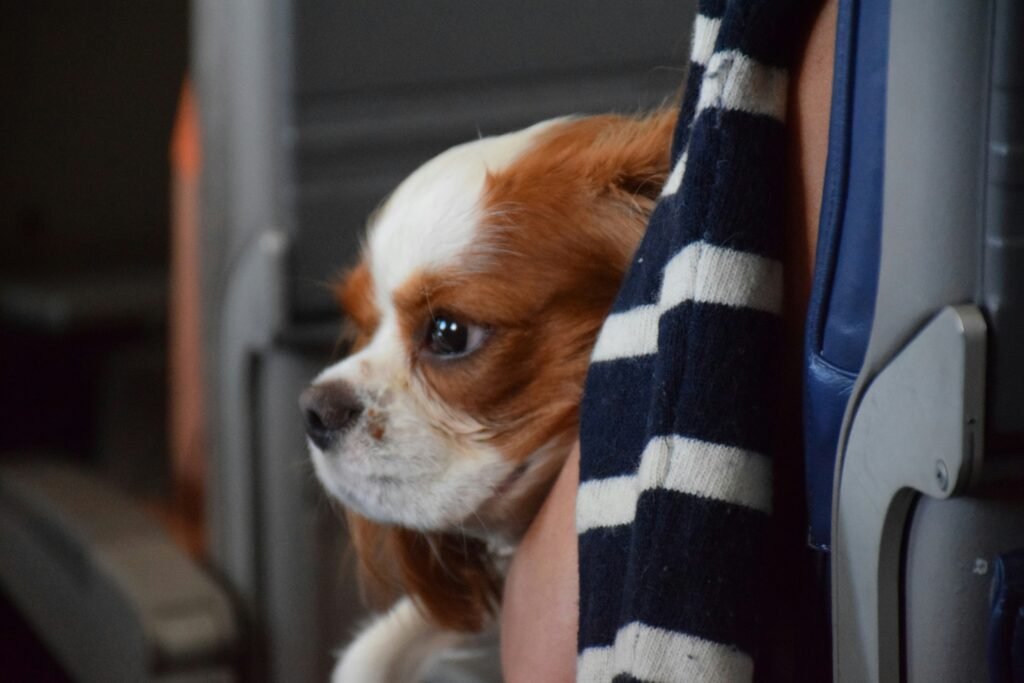 airline pet requirements