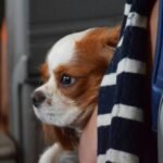 airline pet requirements