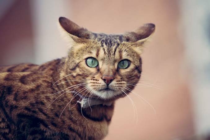 airplane ears cat