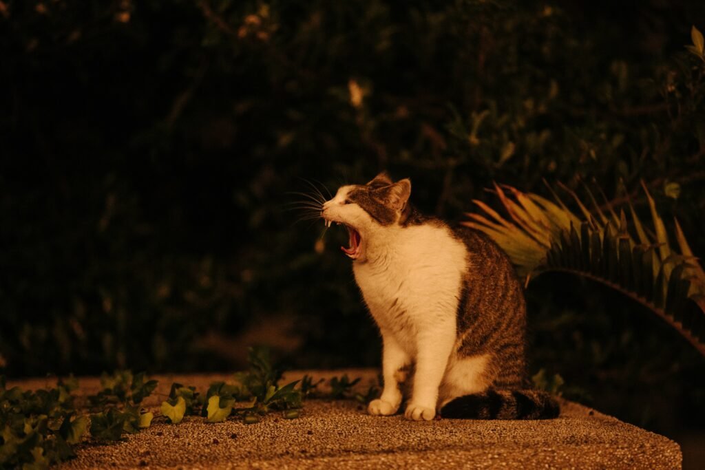 cat meowing at night