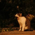cat meowing at night