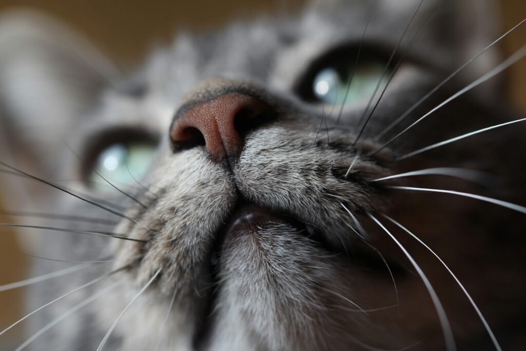 cat whiskers