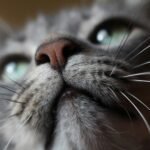 cat whiskers