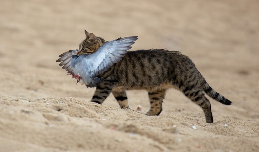 cats bring you dead animals