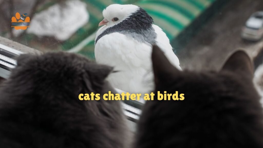 cats chatter at birds