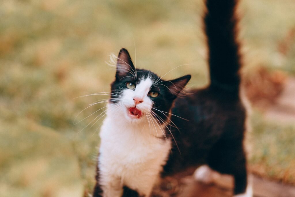 cats understand tone of voice