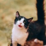 cats understand tone of voice