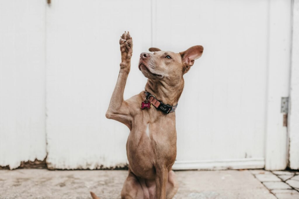 dog dewclaw