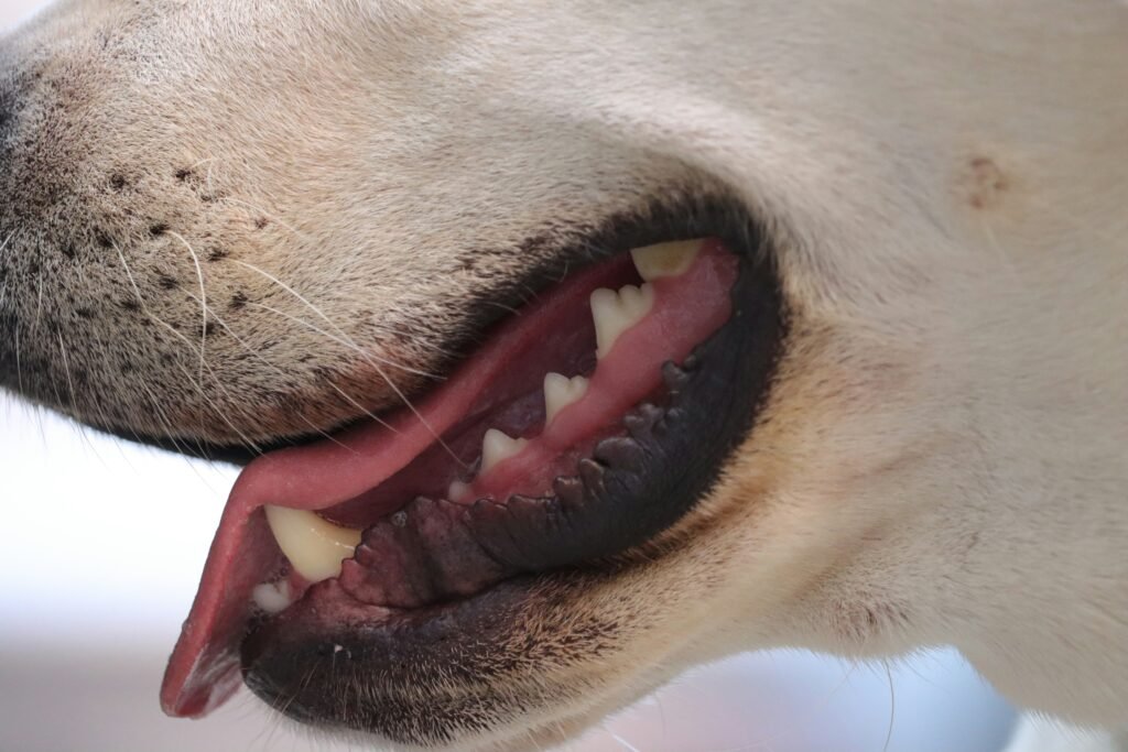 dog gum color