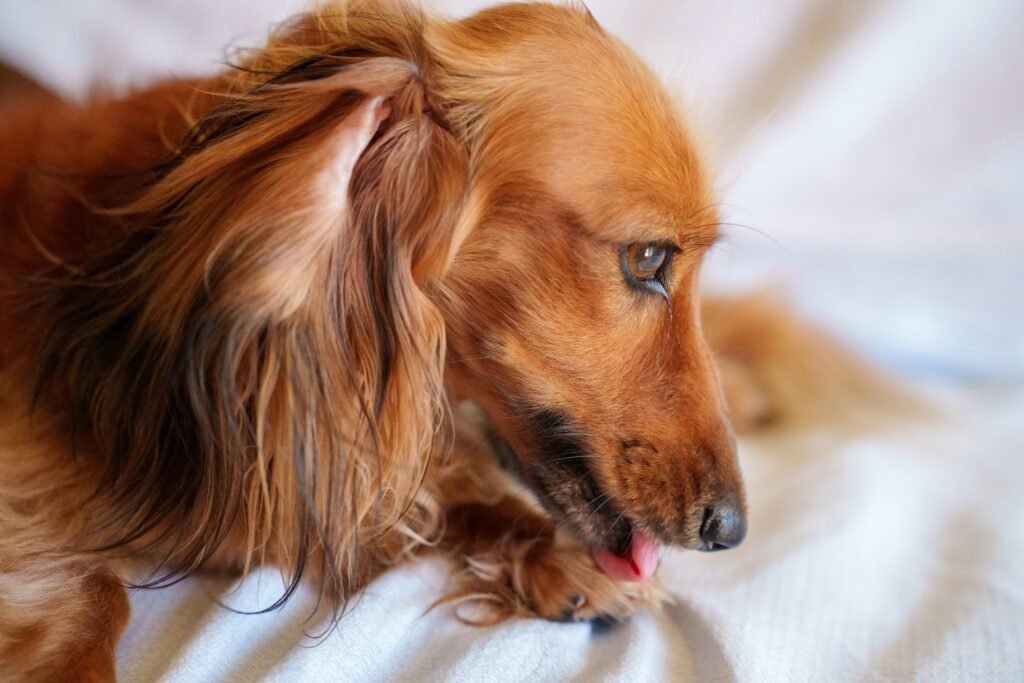 dogs lick their paws