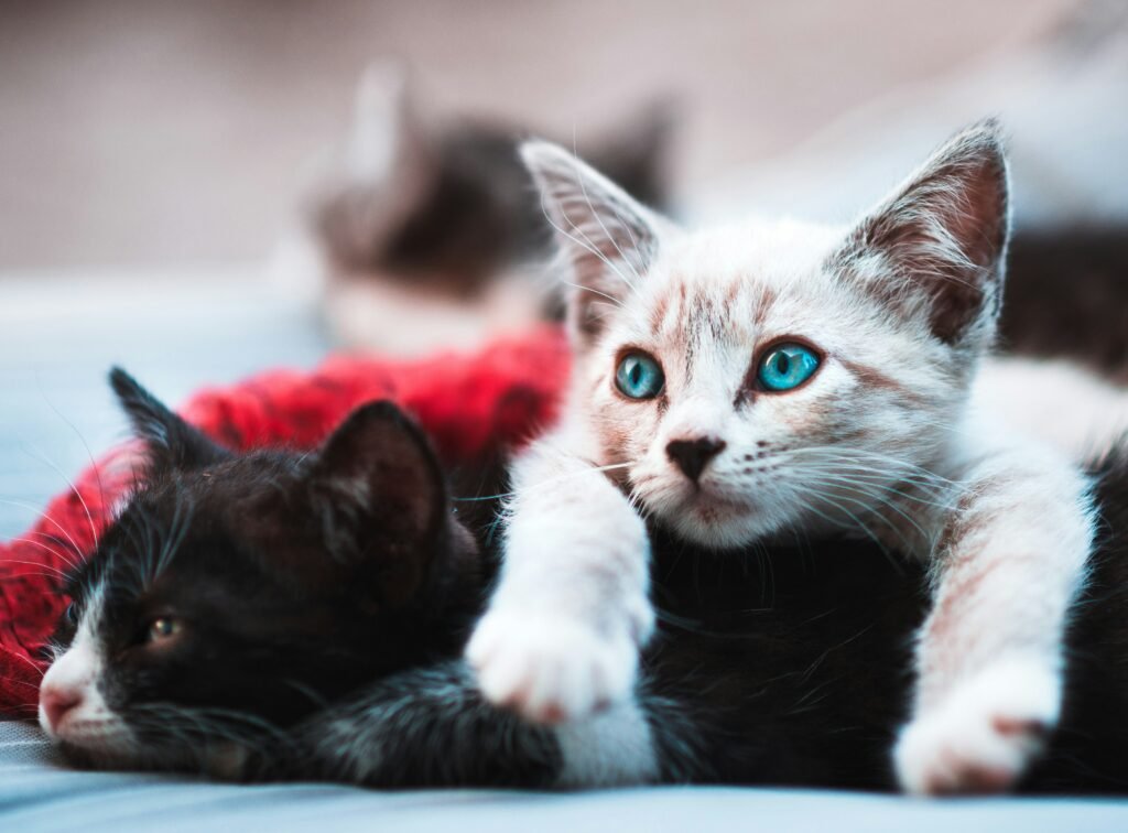 hyperactive kitten
