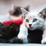 hyperactive kitten
