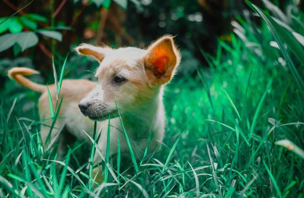 is dog poop good for grass