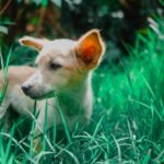 is dog poop good for grass