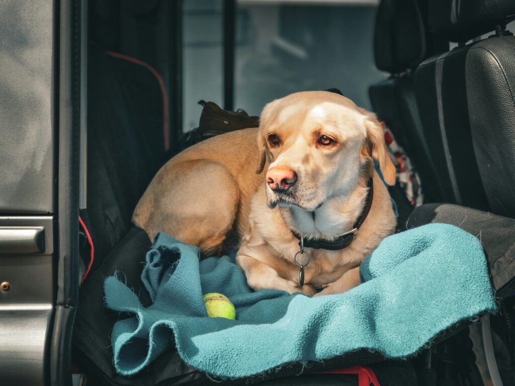pet travel mistakes