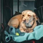 pet travel mistakes