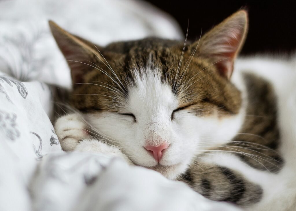 senior cat sleep