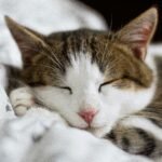senior cat sleep
