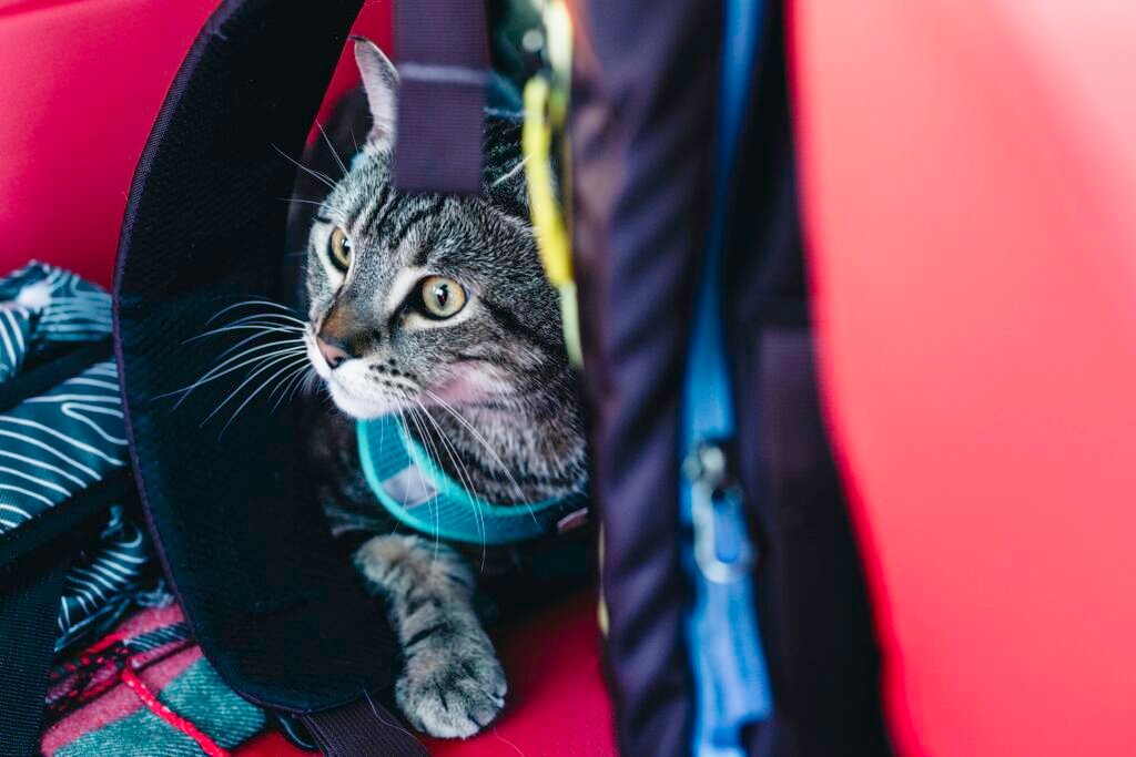 traveling with cats by car