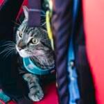 traveling with cats by car