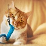 why cats bite while playing