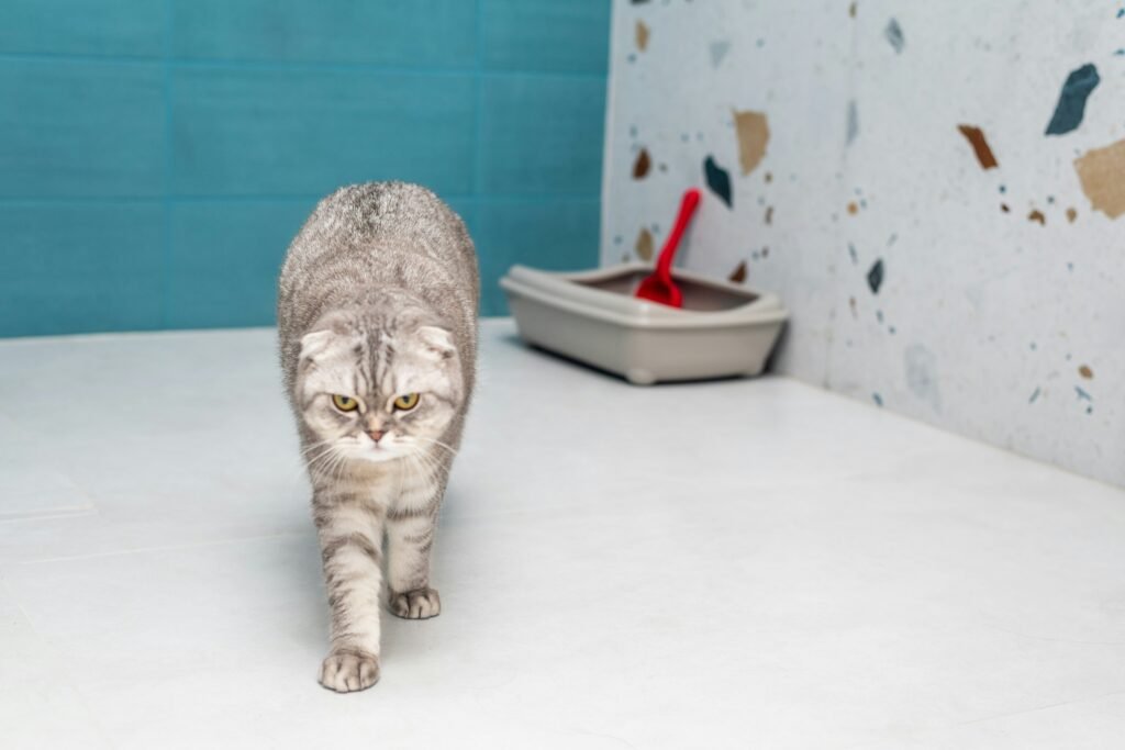 why cats cover their poop