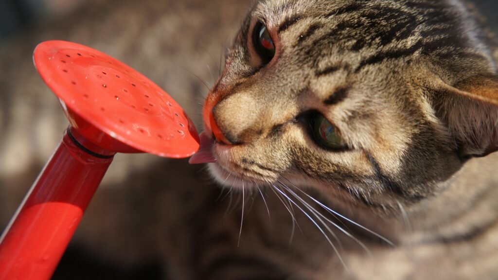 why cats lick plastic