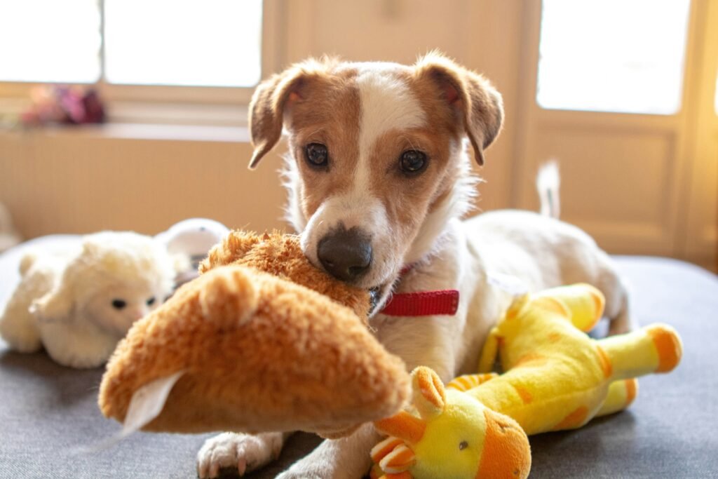 why dogs bring you toys