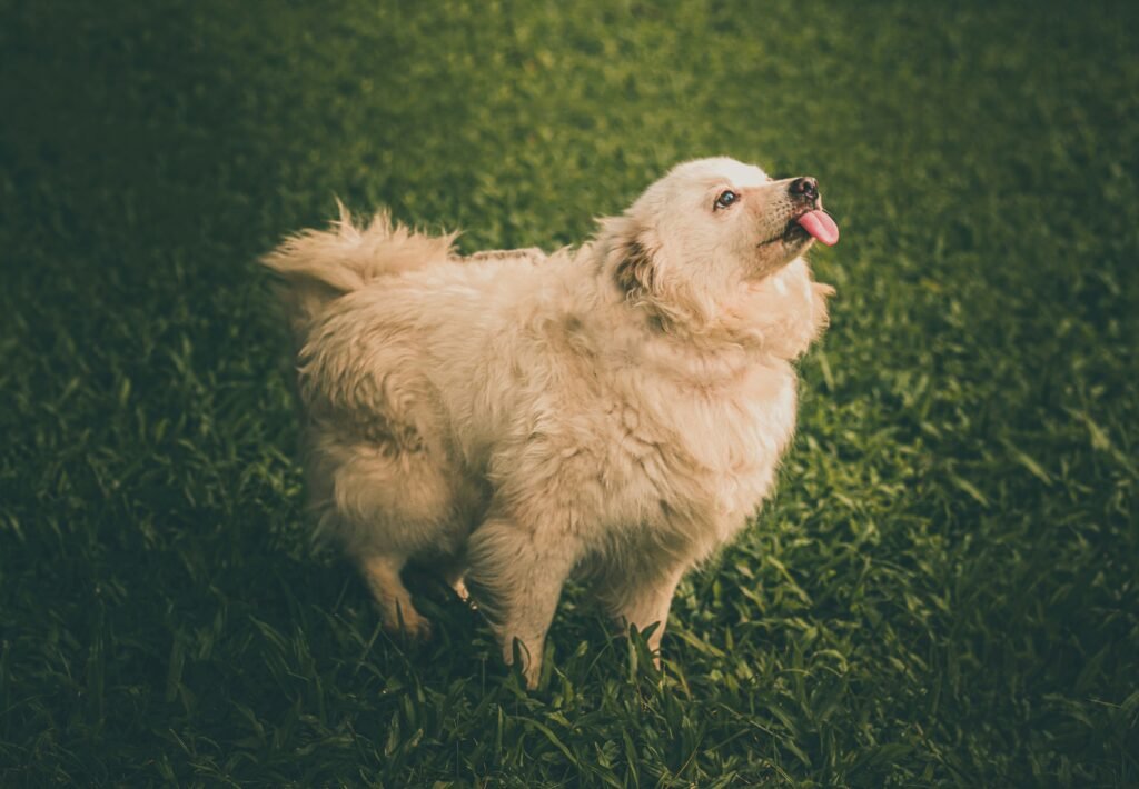 why dogs kick after pooping