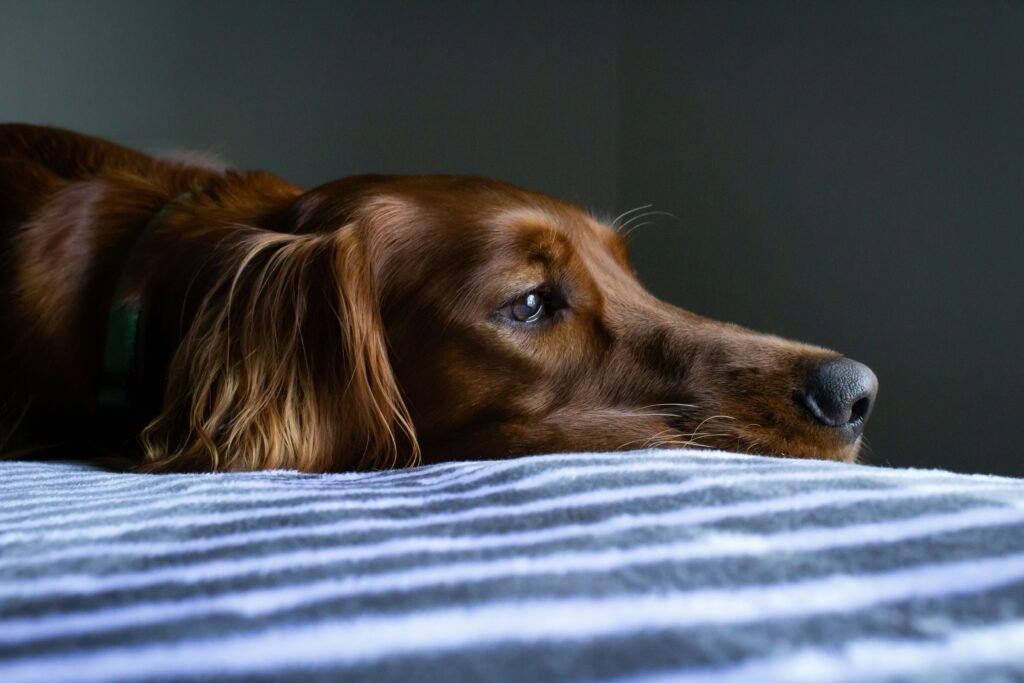 why dogs sigh