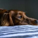 why dogs sigh