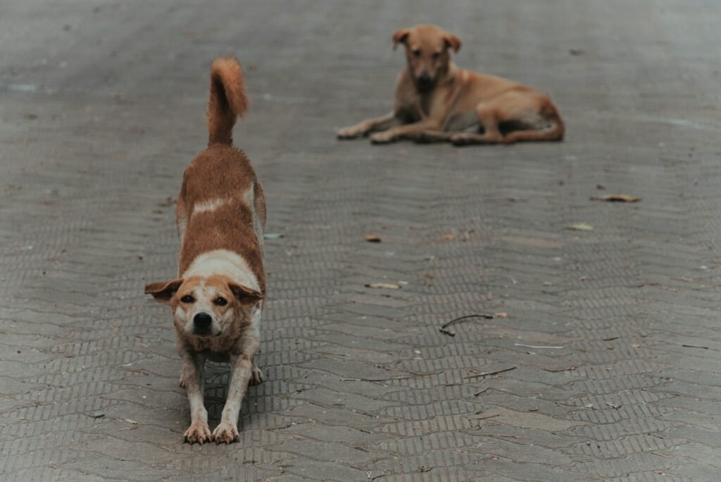 why dogs stretch when they see you